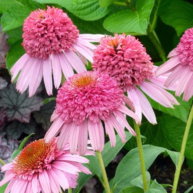 Echinacea Southern Belle