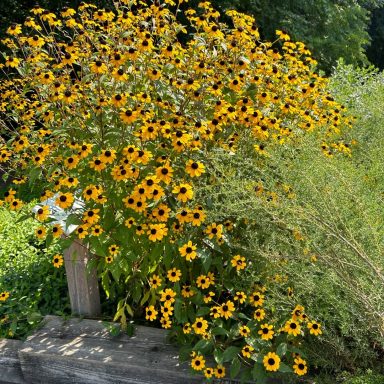 Rudbeckia Triloba