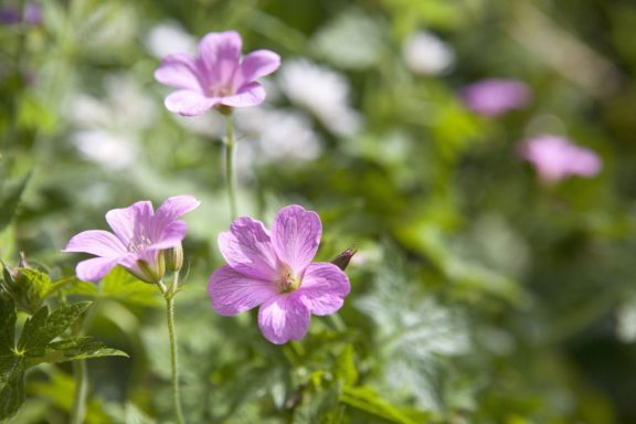 Geranium Wargrave Pink