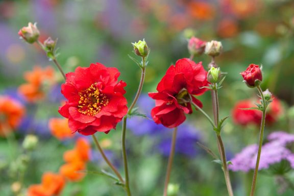 Geum Mrs. Bradshaw