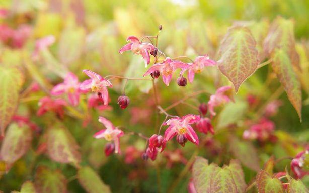 Epimedium Rubra