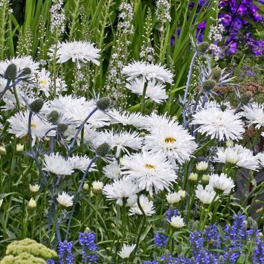 Leucanthemum Snowdrift