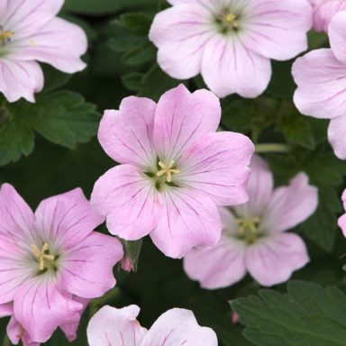 Geranium Dreamland