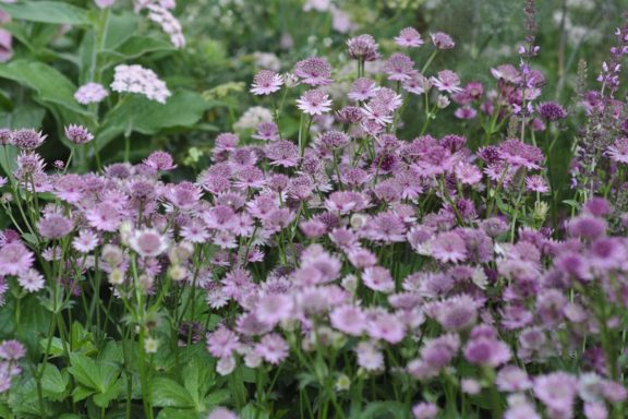 Astrantia Buckland