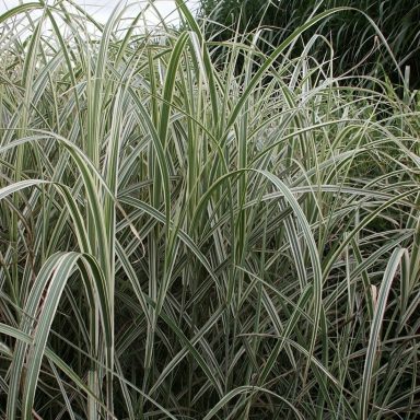 Miscanthus Sinensis Variegatus