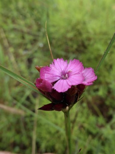 Dianthus Gigantea