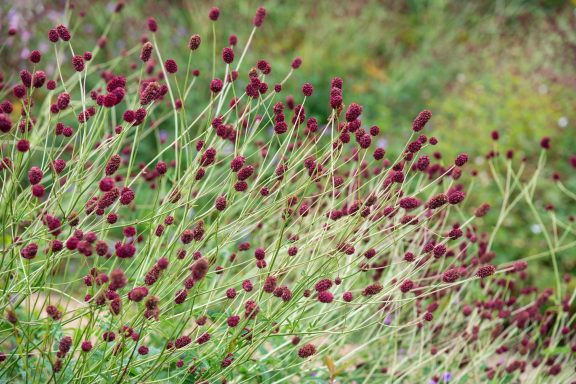 Sanguisorba Tanna