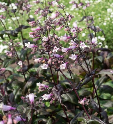 Penstemon Dark Towers