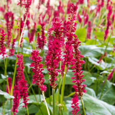 Persicaria Amplexicaulis Firetail