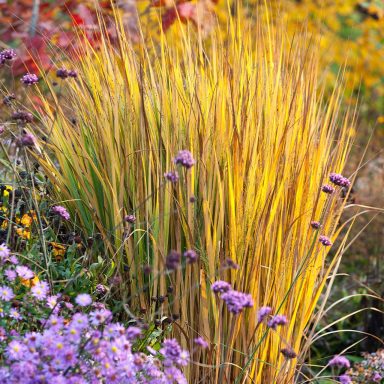 Panicum Virgatum Northwind