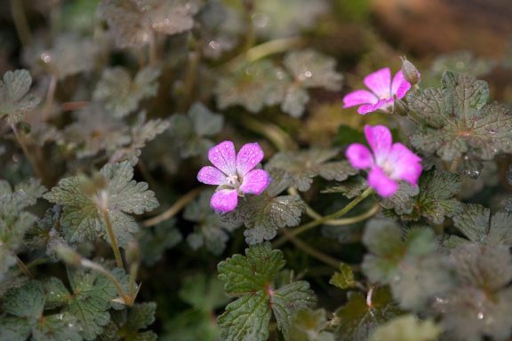 Geranium Orkney Cherry