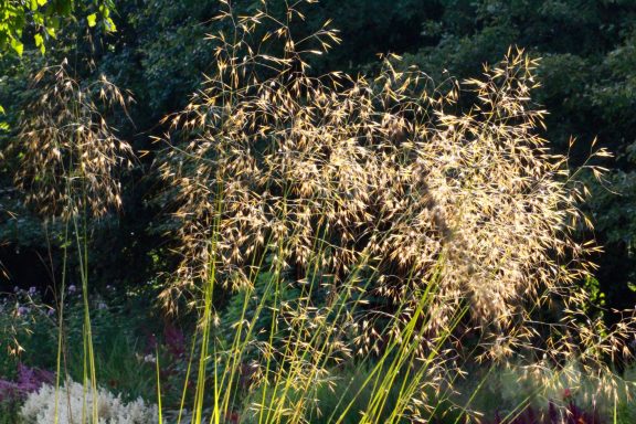 Stipa Gigantea