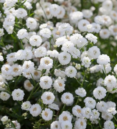 Achillea Ptarmica The Pearl