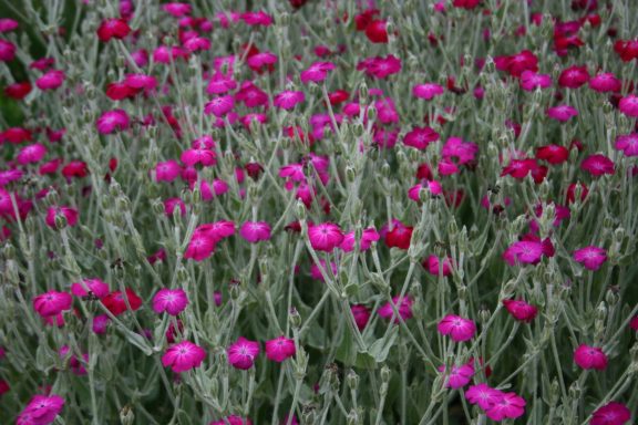 Lychnis Coronaria