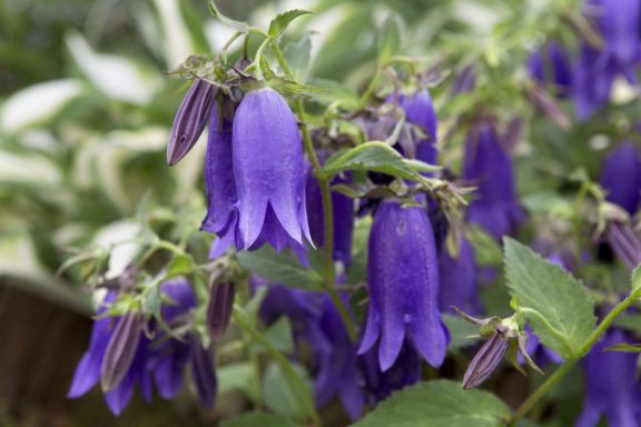 Campanula Kent Belle