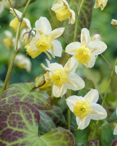 Epimedium Sulphureum