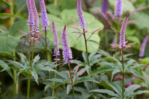 Veronicastrum Cupid