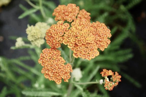 Achillea Terracotta