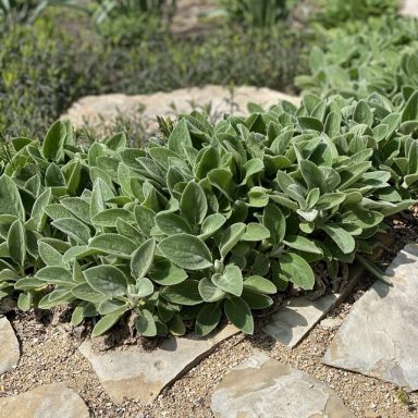 Stachys Big Ears