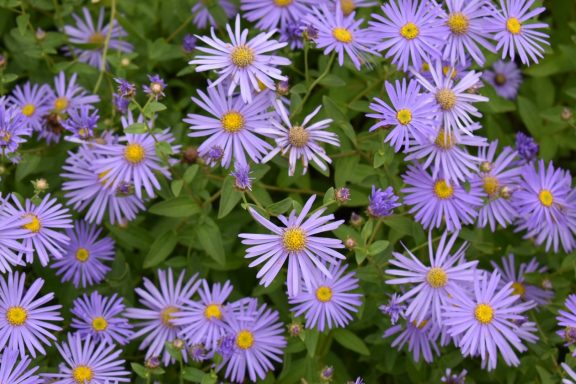 Aster Frikartii Monch