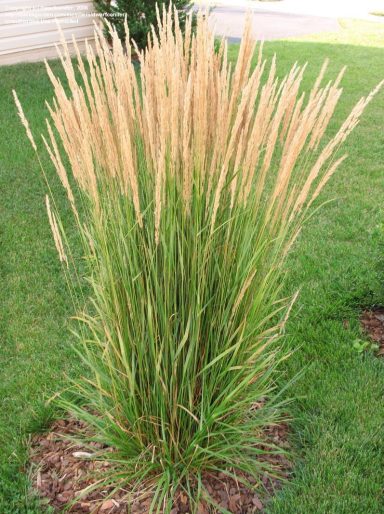 Calamagrostis acutiflora Karl Foerster