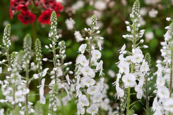 Veronica Tissington White