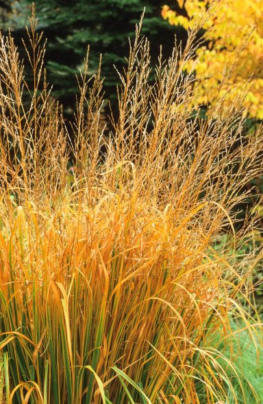 Molinia Caerulea Windspiel