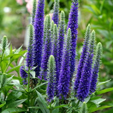 Veronica Ulster Blue Dwarf