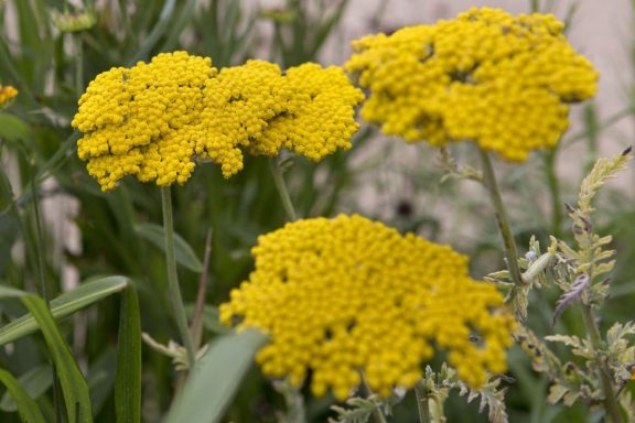 Achillea Cloth of Gold