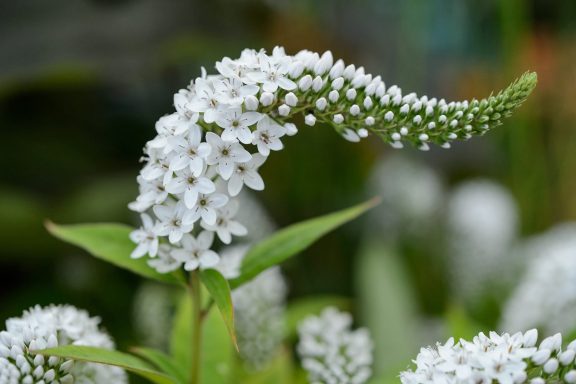 Lysimachia Clethroides
