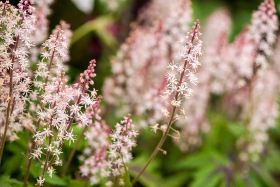 Tiarella Sugar and Spice