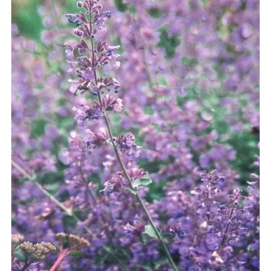 Nepeta Walker's Low