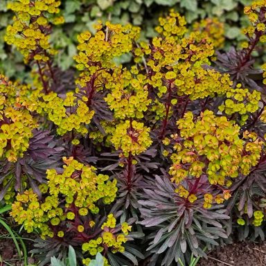 Euphorbia Miner's Merlot