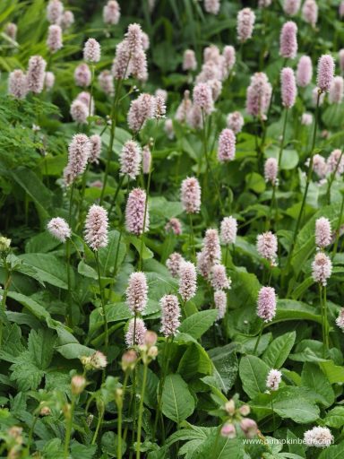 Persicaria Bistorta Superba
