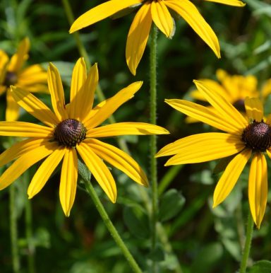 Rudbeckia Deamii