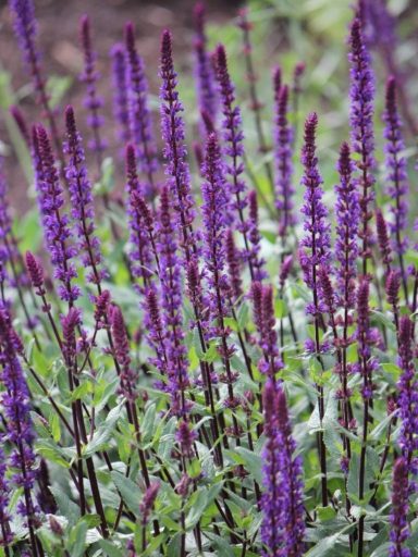 Salvia Caradonna
