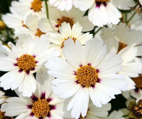 Coreopsis Star Cluster