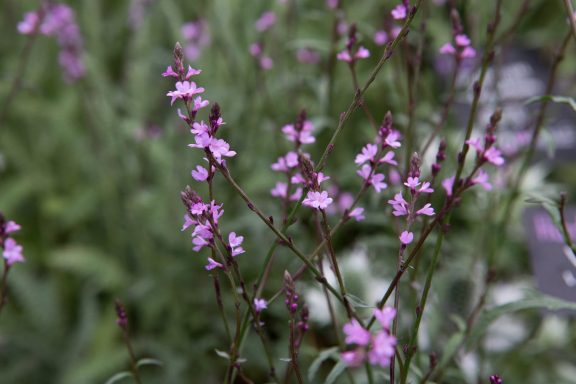 Verbena Bampton
