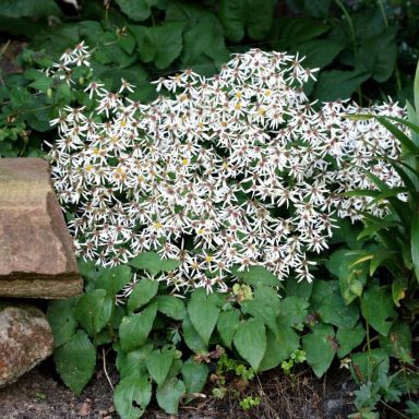 Aster Beth Chatto