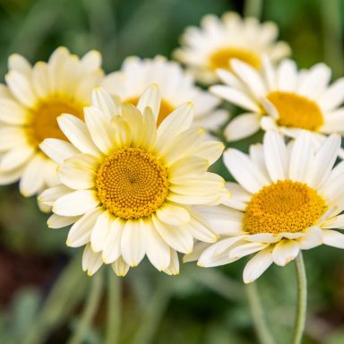 Anthemis Sauce Hollandaise