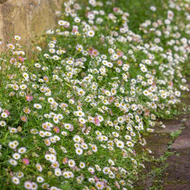 Erigeron Karvinskianus Profusion