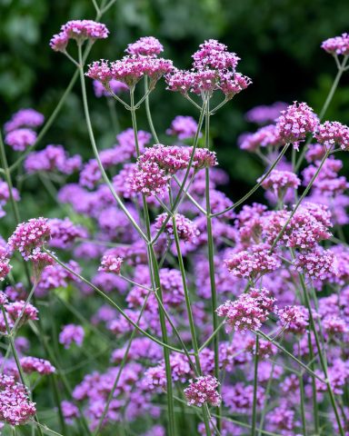Verbena Bonariensis