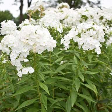 Phlox David