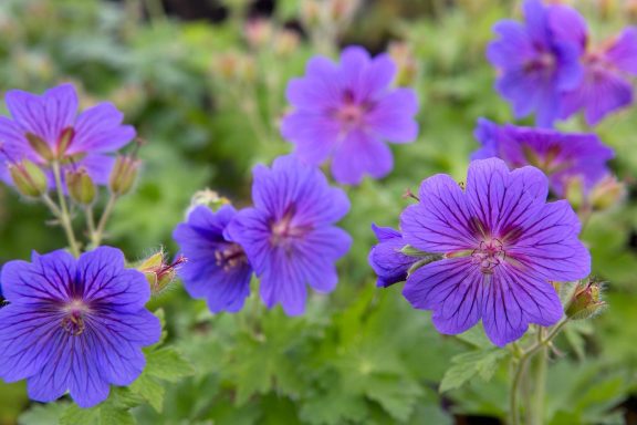 Geranium Rozanne