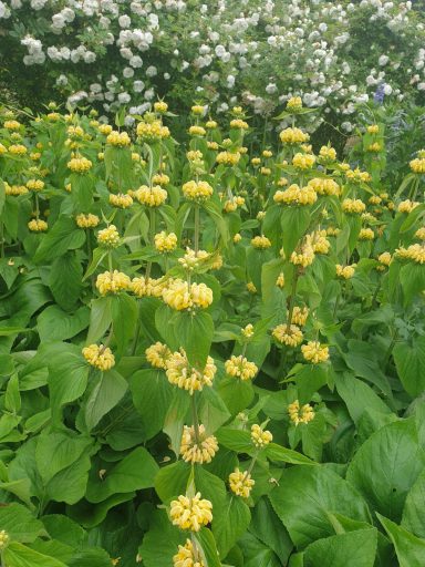 Phlomis Russeliana