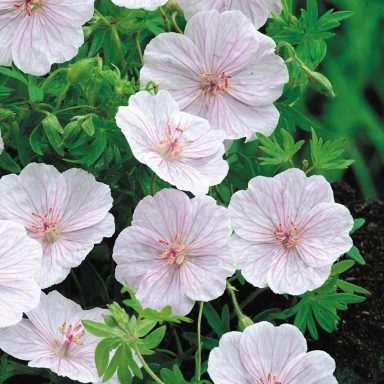 Geranium Sanguineum Striatum