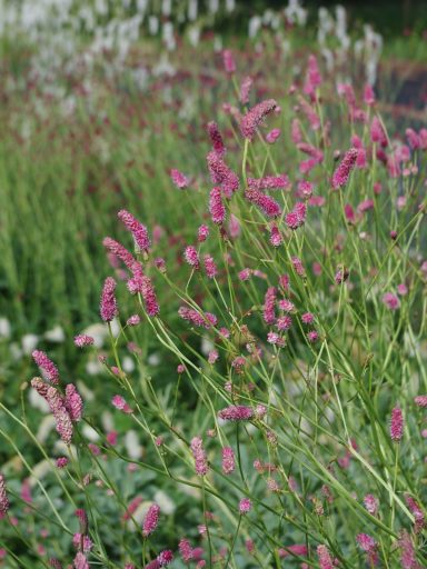 Sanguisorba Pink Elephant