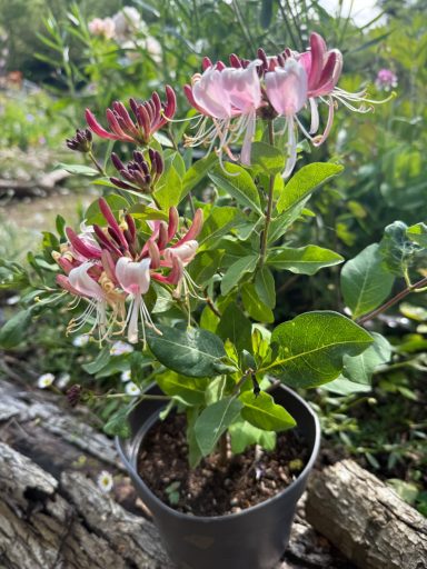 Dwarf Honeysuckle Shrub