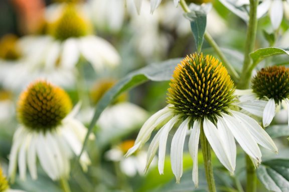 Echinacea White Swan