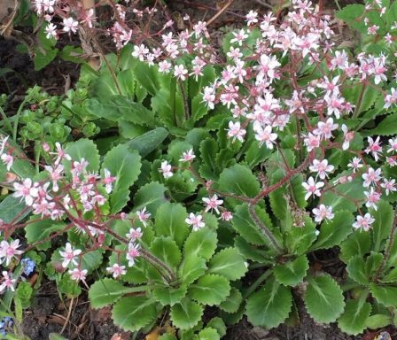 Saxifraga Urbium London Pride